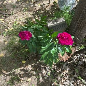 Bundle for ladydragonfly